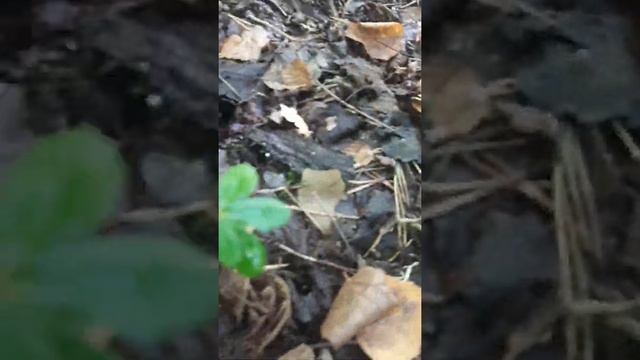 Белые грузди и волнушки! Корзина целая а их хоть "косой коси"?. смотреть онлайн