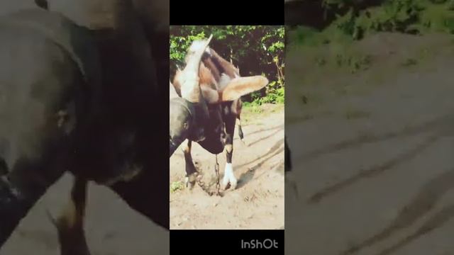 Нубийский Козёл лунный окрас. часть 1. смотреть онлайн