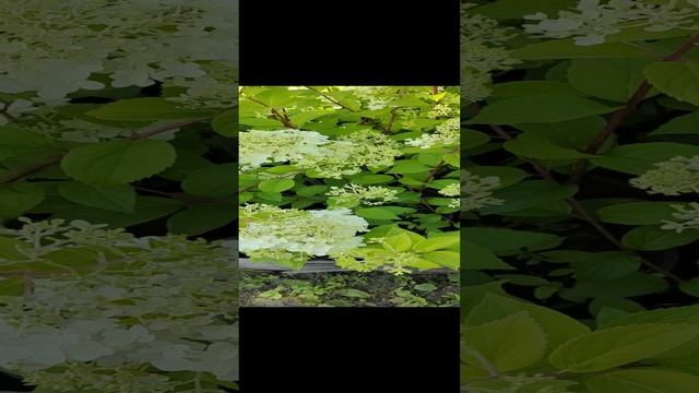 video_20220803_110746.mp4