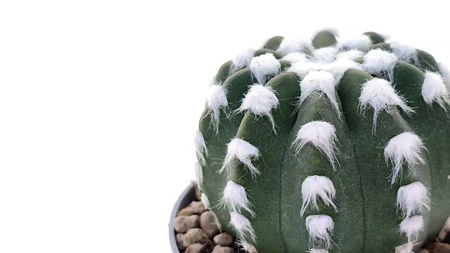 Echinopsis Subdenudata Cv. Fuzzy Navel