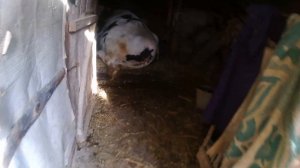 НЕ ОЧИСТИЛАСЬ КОРОВА. ИСПРАВЛЯЕМ КОСЯКИ. Весь курс лечения