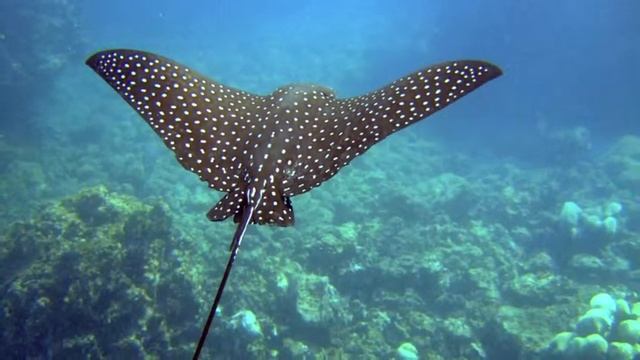 Clear Kayak Rental смотреть онлайн