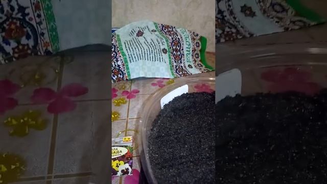 4.Посев виолы на рассаду. смотреть онлайн