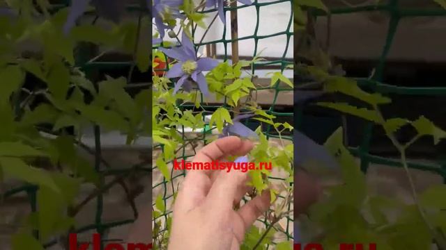 Цветение Княжика Stolwijk Gold. 1 группа обрезки Морозостойкость (-40’С) смотреть онлайн