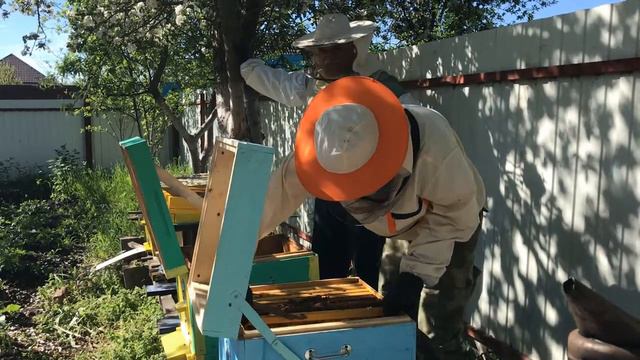 Пересадка пчелы и беглый осмотр улья A bee transplant and a cursory inspection of the hive смотреть онлайн