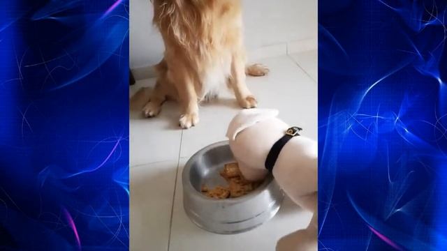 ЯДОВИТЫЙ КОРМ ) ПРИКОЛЫ ПРО СОБАК )) смотреть онлайн