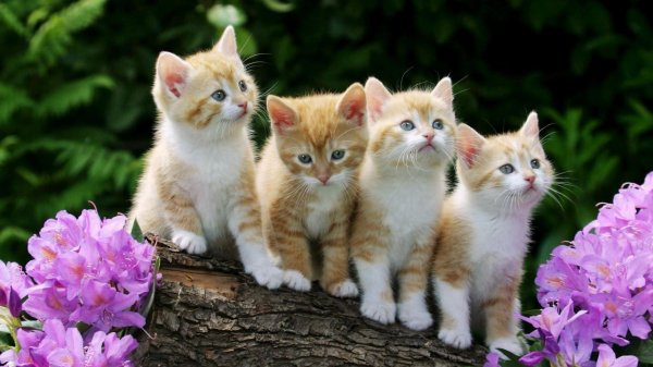 ОЧАРОВАТЕЛЬНЫЕ КОТЯТА - CUTE KITTENS