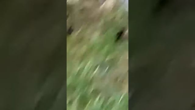 Тритоны смотреть онлайн
