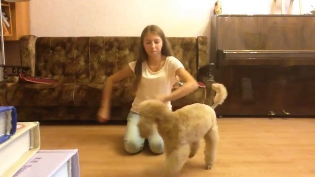 Малый пудель Боня. Тренировка. смотреть онлайн