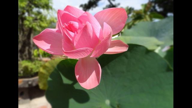 Вьетнам. Маргарита Родяхина (Светлая Печаль) смотреть онлайн