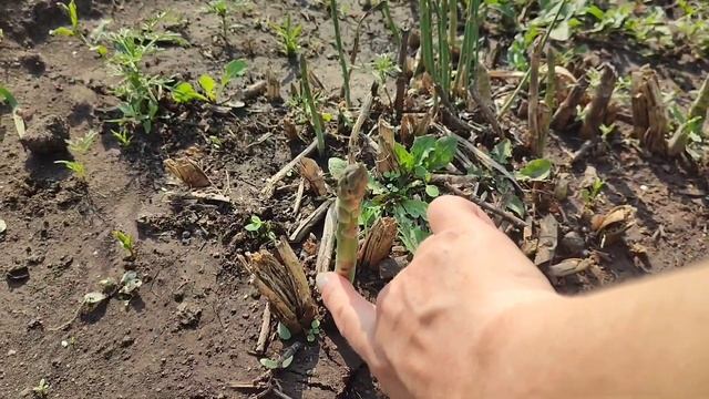 На даче. Отвечаю на вопросы про СПАРЖУ. Классная дача. смотреть онлайн