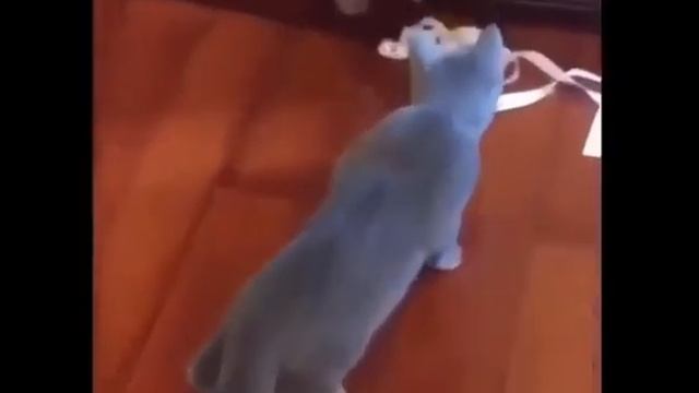 Позитив на весь день! Смешные коты и котята! Милые создания! Смешные животные! смотреть онлайн