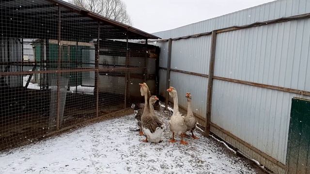 Холмогорские гуси. Редкий окрас: серые и палевые. смотреть онлайн