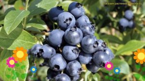 Голубика садовая Норд Блю. Краткий обзор, описание характеристик vaccinium corymbosum North Blue