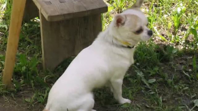 РОНИК HD 720p смотреть онлайн