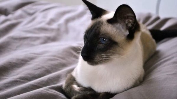 Nikon D3000 Body_ nikon d3000