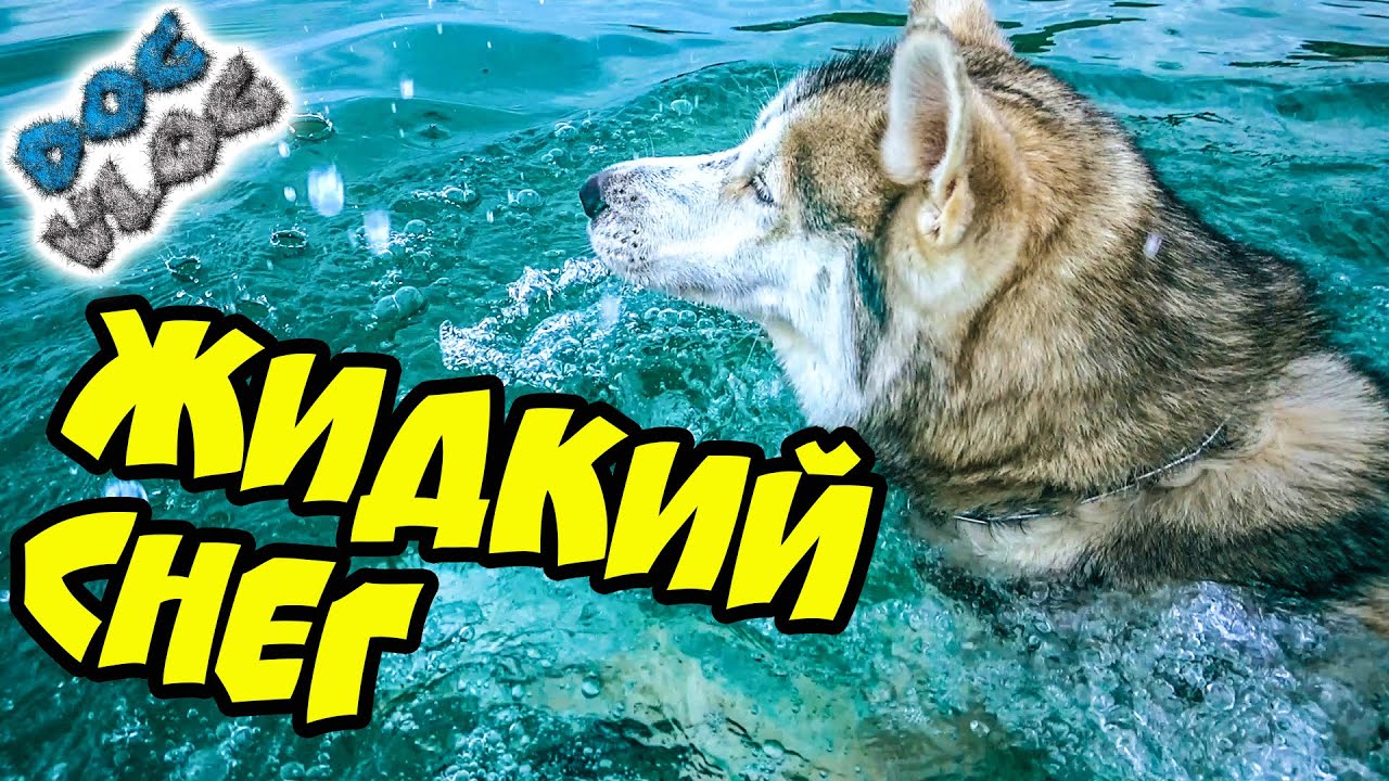 DOGVLOG_ НИКОГДА НЕ ЕЗДИТЕ НА МОРЕ ОСЕНЬЮ! Хаски в шоке! Говорящая собака. смотреть онлайн