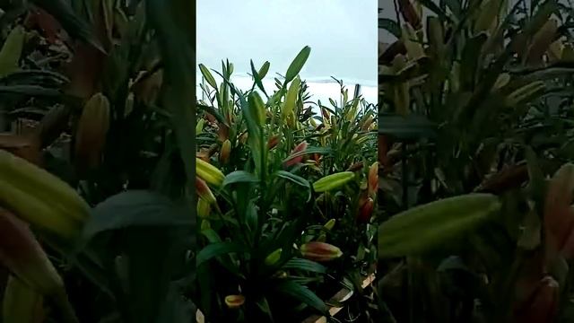 Выгонка лилий зима2020 смотреть онлайн