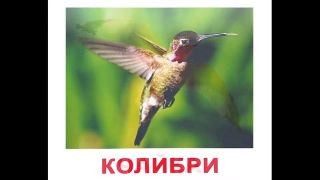 Карточки Домана Птицы часть 2 смотреть онлайн