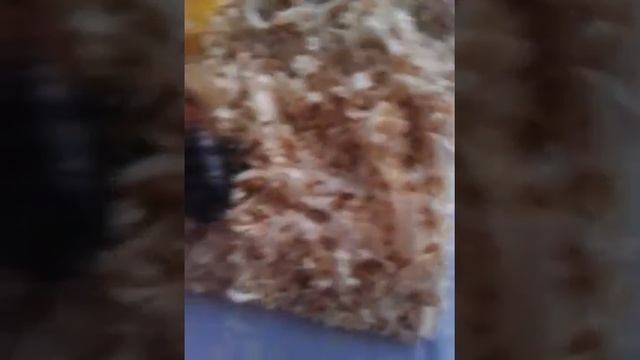 Мадагаскарские тараканы смотреть онлайн