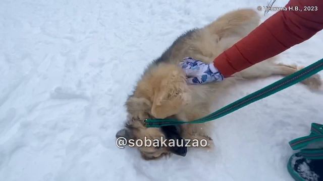 Плюшевая домашняя Найда в приюте «Щербинка». Проект Помощи @Sobakauzao смотреть онлайн
