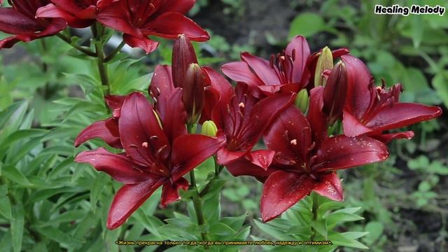 Красивые мелодии до слёз! Одна из самых красивых, самых волшебных мелодий о любви! Сергей Грищук #4