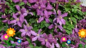 Клематис гибридный Польский дух (Полиш спирит). Краткий обзор, описание clematis Polish Spirit