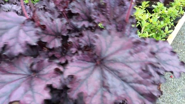 Heuchera 'Forever Purple' смотреть онлайн