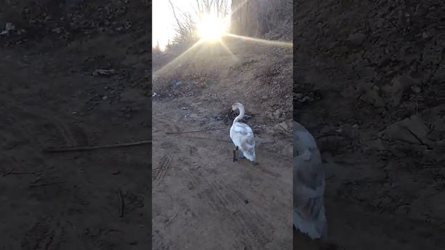 Лебедь на р. Урал в Уральске смотреть онлайн