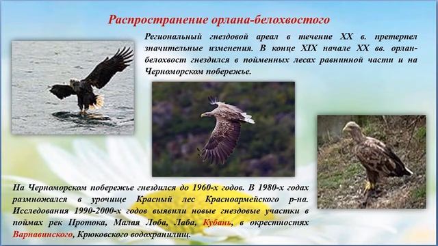 "Крылатые соседи: птицы Крымского района" - виртуальная презентация к Международному дню птиц смотреть онлайн