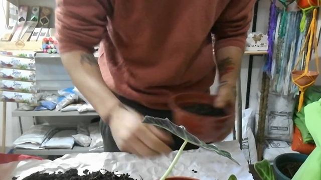 Reproducir Alocasia amazónica cuidados y más🍃🤗🌿 смотреть онлайн