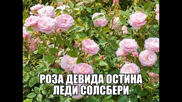 Роза Девида Остина Леди Солсбери смотреть онлайн