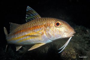 "Шпага" самая эффективная снасть для ловли Барабули