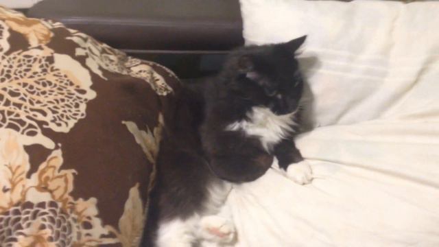 Кот вылизывается и совершает побег! смотреть онлайн