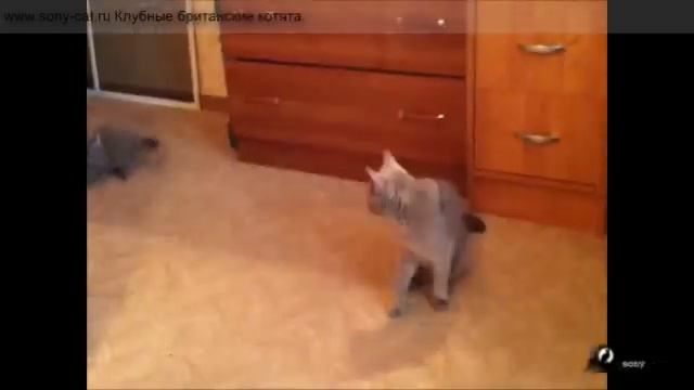 Котенок в шляпе