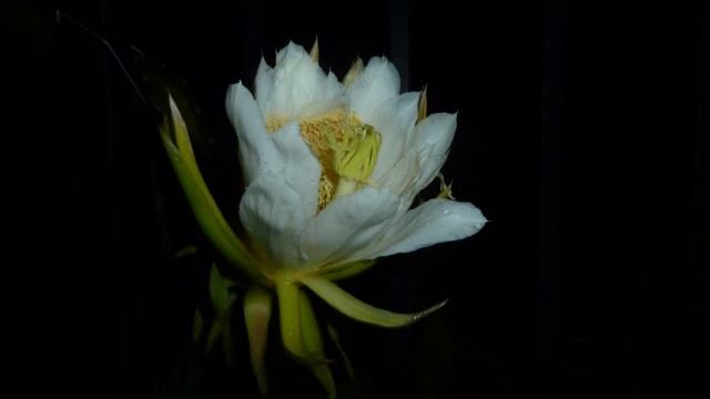 Hylocereus undatus (Dragonfruit) Flower - Time-Lapse - September 2012 - 0.75 Seconds смотреть онлайн