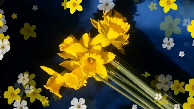 Нарциссов желтых солнечный букет Футаж HD смотреть онлайн