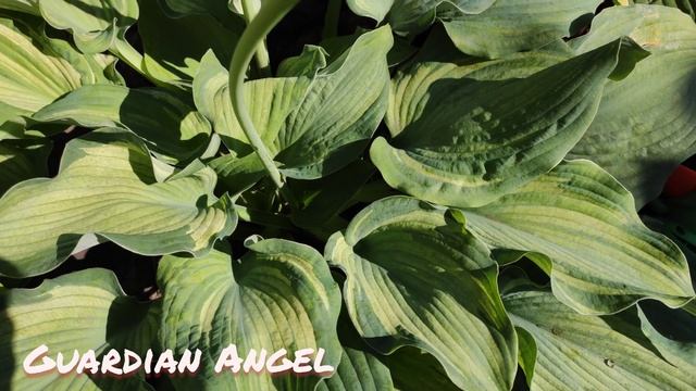 Хоста Guardian Angel смотреть онлайн