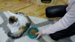 Яна спасает КОТЕНКА ! Моя Жизнь С ДОМАШНИМИ ПИТОМЦАМИ Скетч