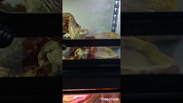 Терареум в котором можно попить кофе ☕️ И все это в Одессе смотреть онлайн