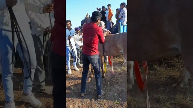 HORSE AND BULL CART RACE. घोडा बैल शर्यत. Ghoda bail sharyat смотреть онлайн