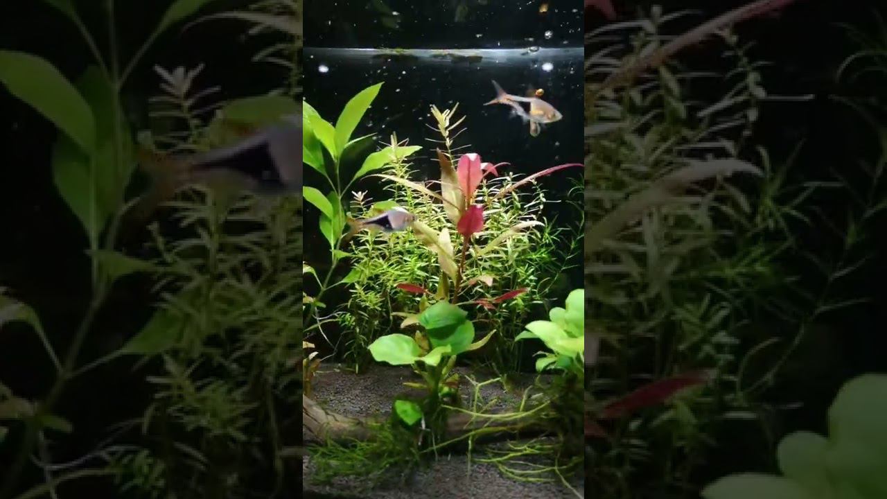 ТЕСТ СУХОГО КОРМА РЭДЛИ смотреть онлайн