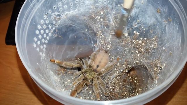 Psalmopoeus cambridgei L8 Играю с малышом)) смотреть онлайн
