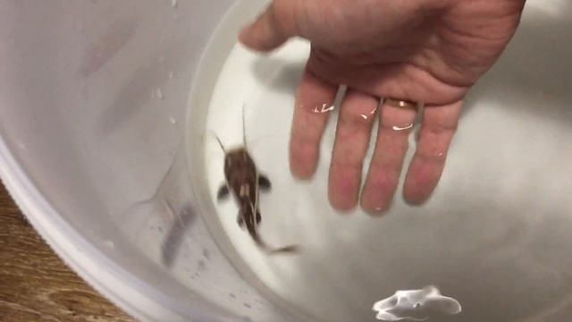 Улитки для Тетрадон Фахака. Переезд краснохвостого сома в аквариум на 200 литров. Tetraodon смотреть онлайн