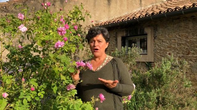 Learn how Rose essential oil can help you with Grief! смотреть онлайн
