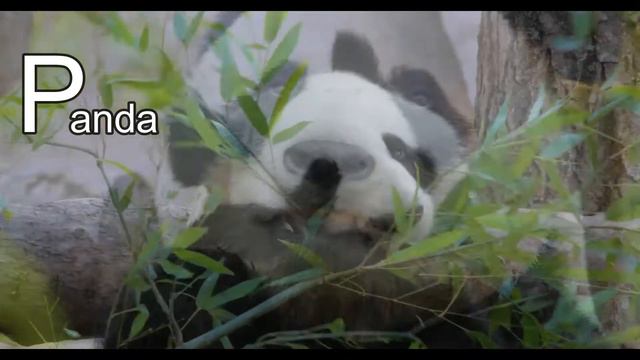 Letter P | Phonics For Toddlers | Alphabet Letter P | ABCs