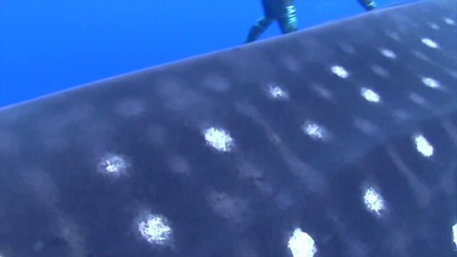 Безумная китовая акула атаковала дайвера! смотреть онлайн