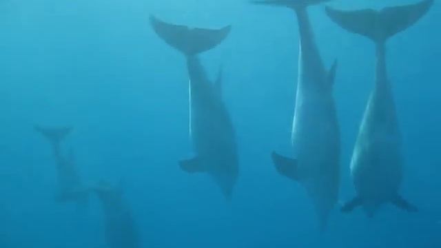 Zanzibar - Kizimkazi - Snorkeling with dolphins смотреть онлайн
