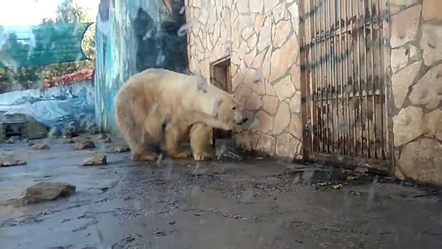 Jegesmedve смотреть онлайн