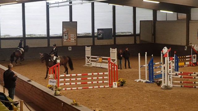 SOLD to USA_*2015 gelding by Eldorado vd Zeshoek x Calvin Z x Landgraf I_1st show смотреть онлайн